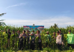 Ketahanan Pangan, Kapolsek Blahbatuh Kolaborasi Dengan PPL Dan Petani, Panen Jagung Di Subak Tengieng Bona