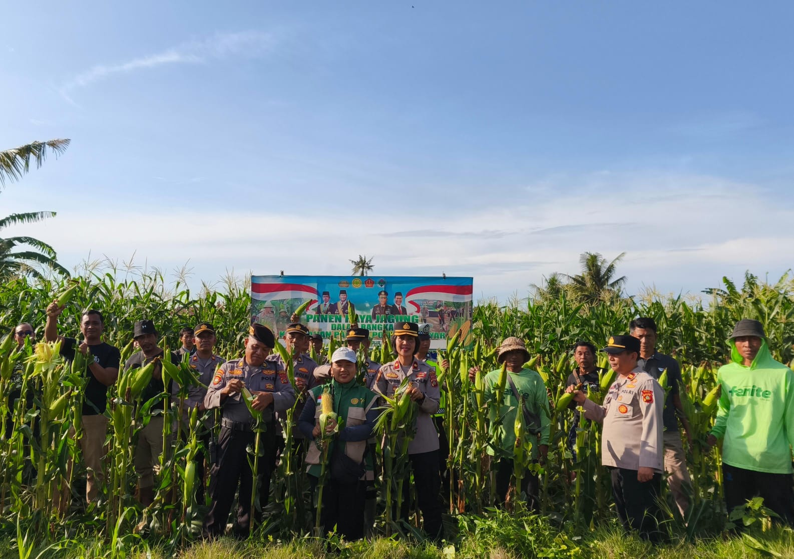 Ketahanan Pangan, Kapolsek Blahbatuh Kolaborasi Dengan PPL Dan Petani, Panen Jagung Di Subak Tengieng Bona