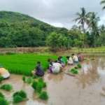 Koramil 1630-03/Macang Pacar Terus Dukung Petani Melalui Pendampingan Pertanian di Desa Bari