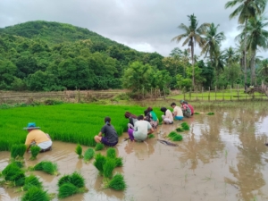 Koramil 1630-03/Macang Pacar Terus Dukung Petani Melalui Pendampingan Pertanian di Desa Bari