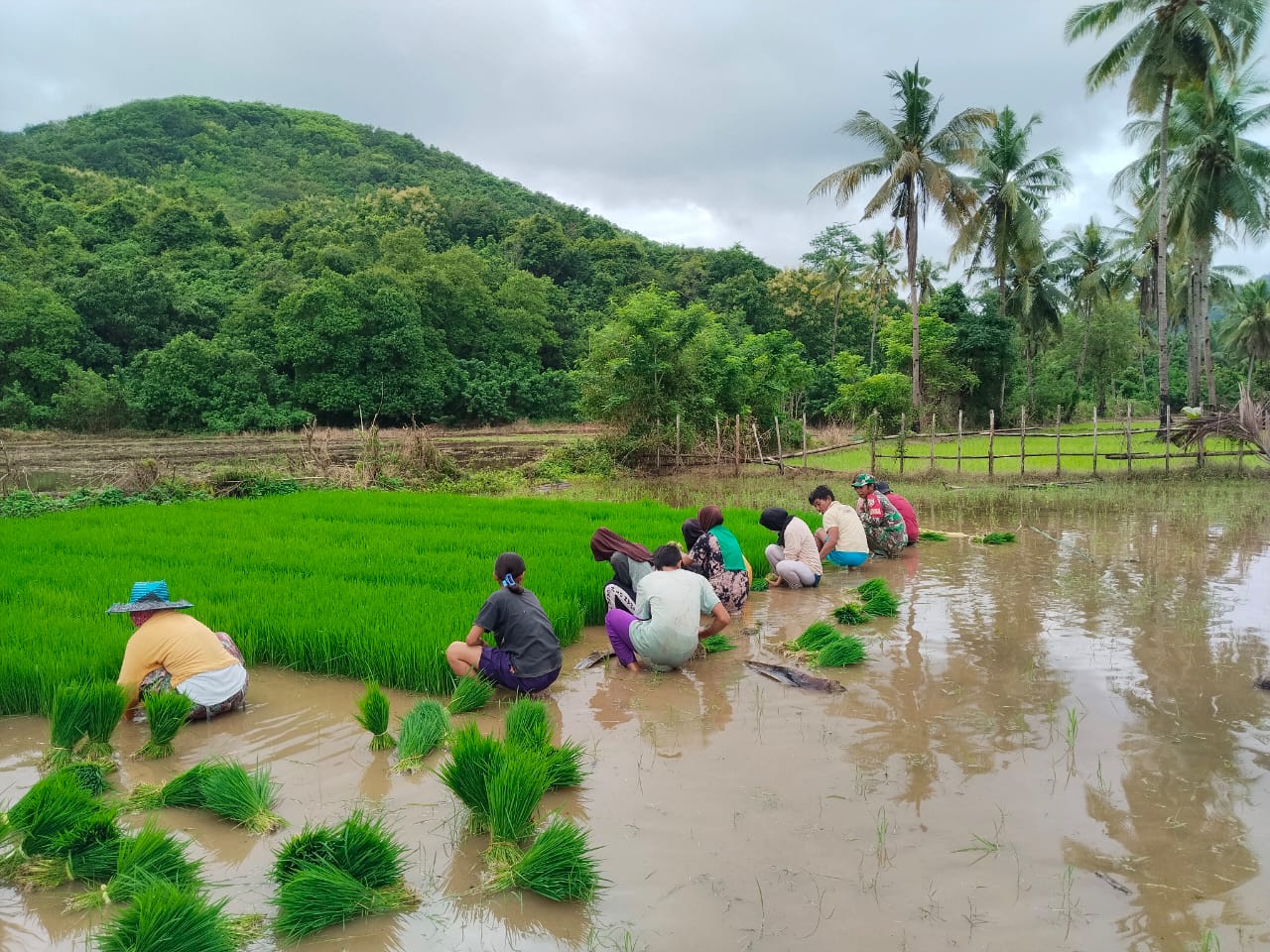 Koramil 1630-03/Macang Pacar Terus Dukung Petani Melalui Pendampingan Pertanian di Desa Bari