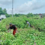 Kompak Bangun Desa, Babinsa dan Warga Pilasue Bersihkan Lokasi KDKMP