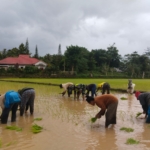 Babinsa Kodim 1613/Sumba Barat Dampingi Petani Tanam Padi