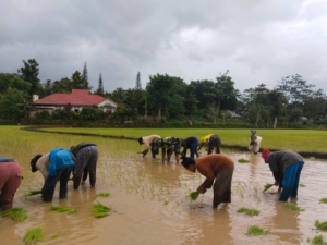 Babinsa Kodim 1613/Sumba Barat Dampingi Petani Tanam Padi