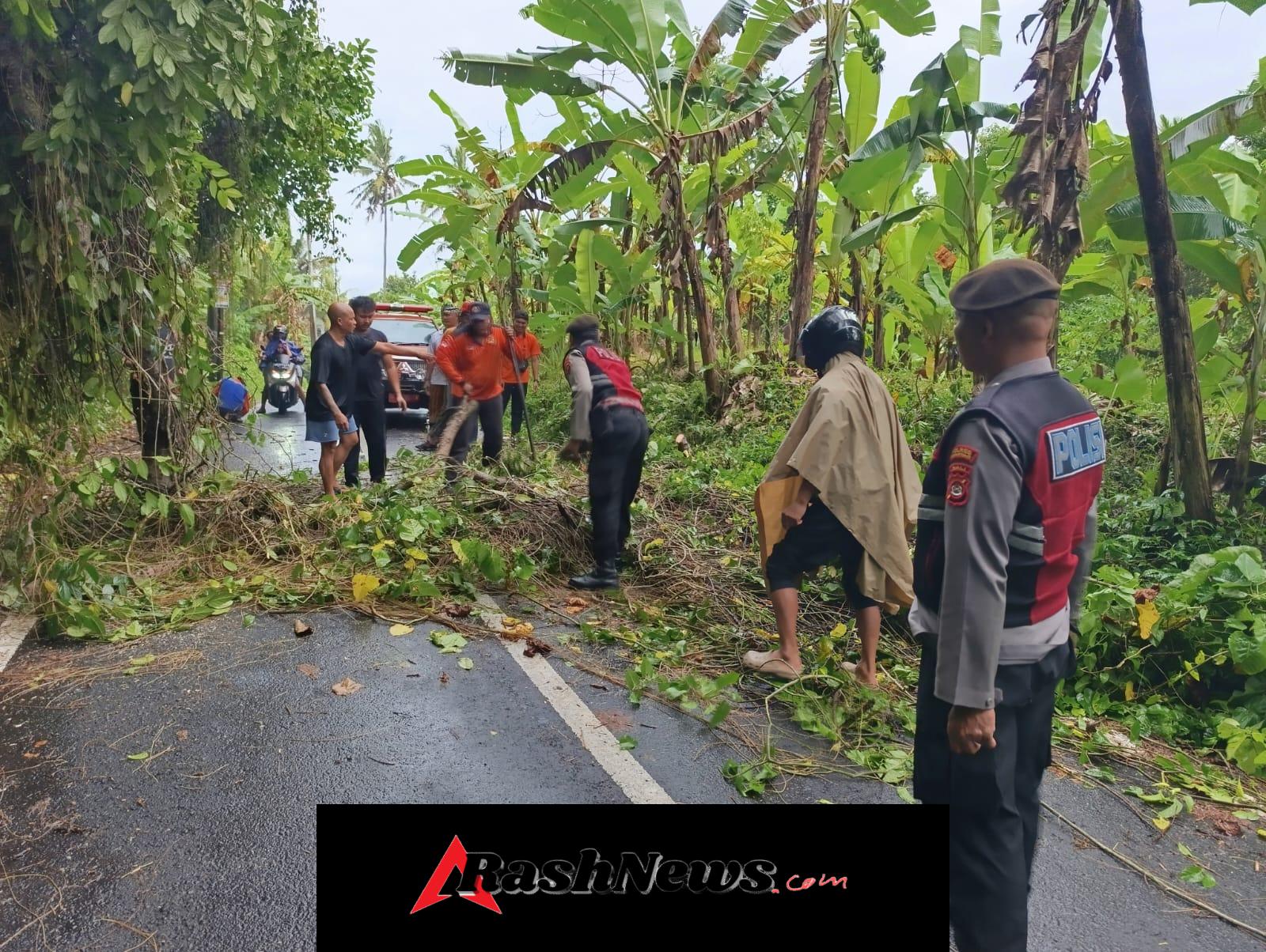 Pohon Tumbang di Jungjungan Ubud, Polisi dan BPBD Sigap Lakukan Evakuasi