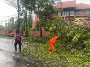 Akibat cuaca extrim Pohon Cemara Tumbang di Jl. Kutat Lestari, Enam Tiang Listrik Roboh dan Sempat Ganggu Arus Lalu Lintas
