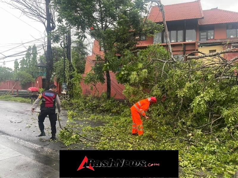 Akibat cuaca extrim Pohon Cemara Tumbang di Jl. Kutat Lestari, Enam Tiang Listrik Roboh dan Sempat Ganggu Arus Lalu Lintas