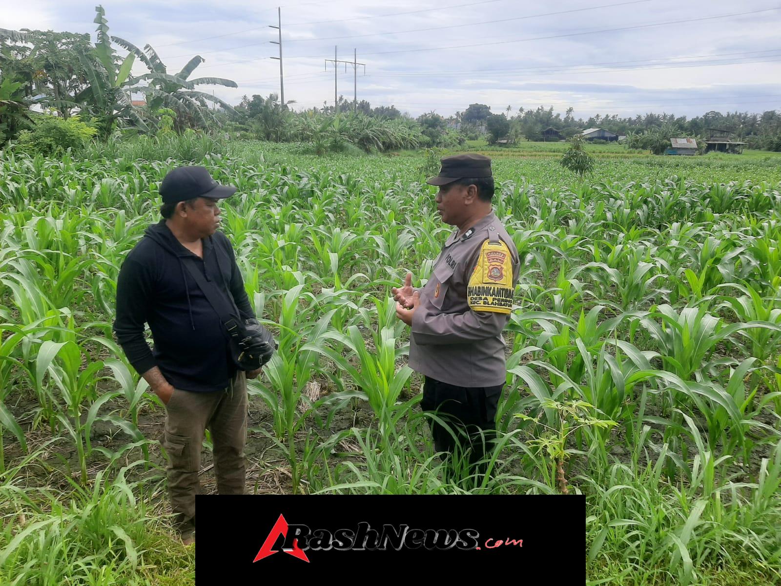 Bhabinkamtibmas Desa Pering Gerakkan Ketahanan Pangan Melalui Sambang Dan Dialog Dengan Petani Jagung