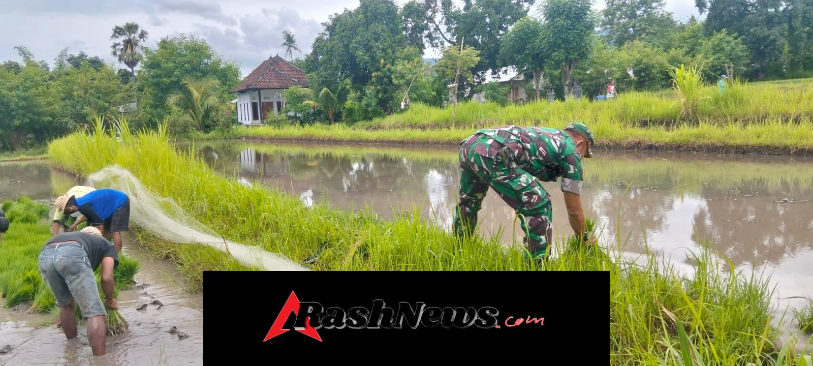 Momen Hangat di Dusun Madan: Babinsa Musi Bantu Bapak Made Pasek ‘Nyabut Bulih’ di Sawah Subak