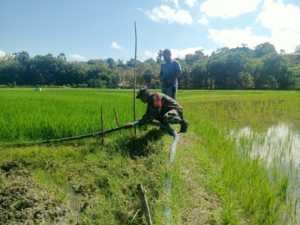 Dukung Ketahanan Pangan, Babinsa Batutua Terjun Langsung ke Sawah