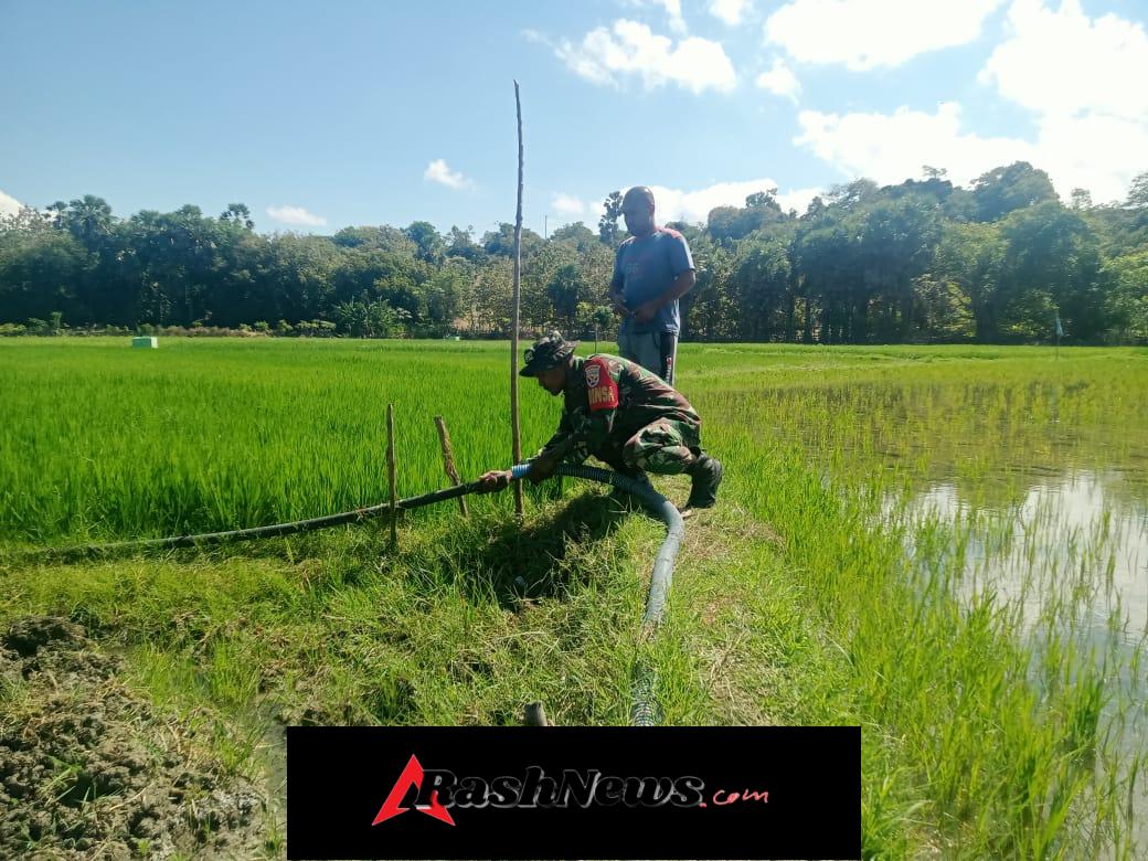 Dukung Ketahanan Pangan, Babinsa Batutua Terjun Langsung ke Sawah