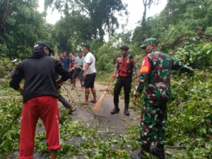 Bersama BPBD, Pelda Suni Evakuasi Pohon Tumbang Tutup Jalan Di Desa Jungutbatu