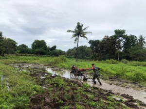 Sinergi TNI dan Petani, Babinsa Karera Bantu Pengolahan Lahan Sawah