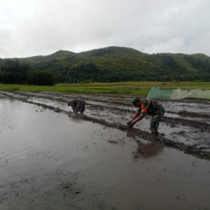 Sertu M. Jaini Dampingi Warga Merapikan Pematang Sawah di Tabundung