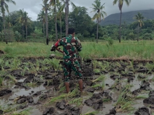 Babinsa Koramil 1603-02/Talibura Perkuat Kemanunggalan TNI dan Rakyat melalui Sektor Pertanian