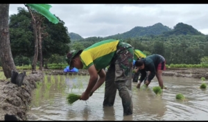 Yonarmed 12 Kostrad Hadir di Tengah Petani Perbatasan Lewat Penanaman Padi