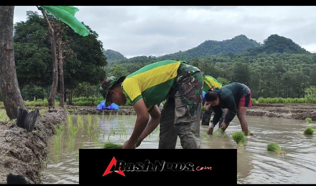 Yonarmed 12 Kostrad Hadir di Tengah Petani Perbatasan Lewat Penanaman Padi