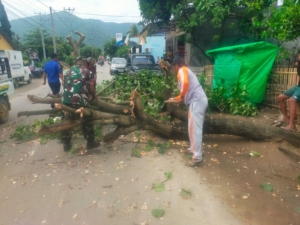 Pohon Asam Roboh Akibat Angin Kencang, Lalu Lintas di Desa Tangga Sempat Macet