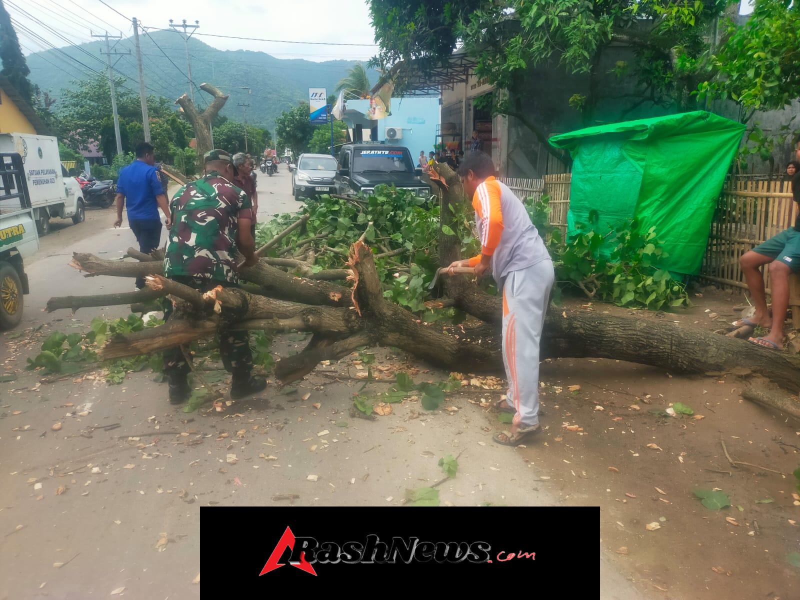 Pohon Asam Roboh Akibat Angin Kencang, Lalu Lintas di Desa Tangga Sempat Macet