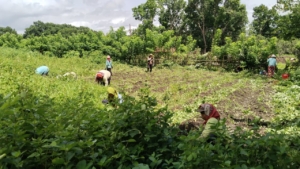 Bersama Petani, Babinsa Koramil 1630-02/Lembor Optimalkan Perawatan Porang di Desa Daleng