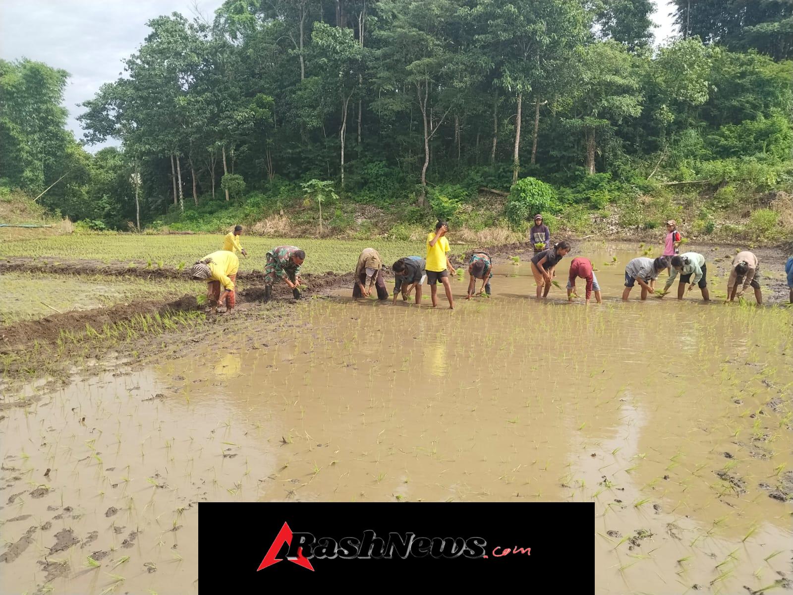 Babinsa Dampingi Petani, Tanam Padi Jadi Sarana Komsos Ketahanan Pangan