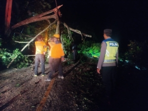 Respon Cepat dan Kolaborasi Tangguh, Pohon Tumbang Sempat Lumpuhkan Jalur Denpasar – Singaraja