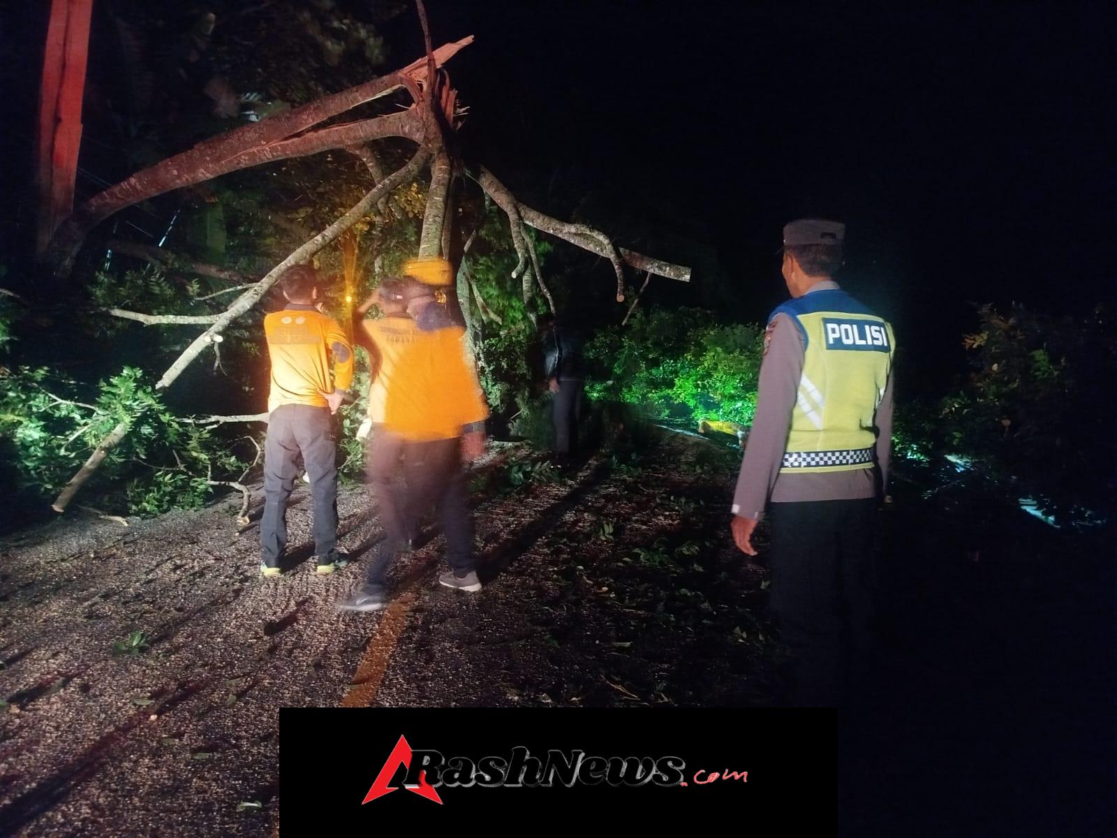 Respon Cepat dan Kolaborasi Tangguh, Pohon Tumbang Sempat Lumpuhkan Jalur Denpasar – Singaraja