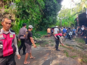 Polisi Sigap Tangani Pohon Tumbang di Payangan dan Tegallalang, Akses Jalan Kembali Normal