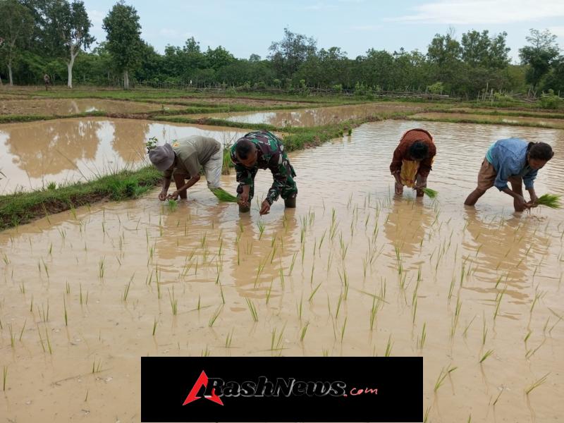 Dukung Program Pemerintah, Anggota Satgaster Pos Halibete 2 Turun Ke Sawah Bantu Petani Tanam Padi