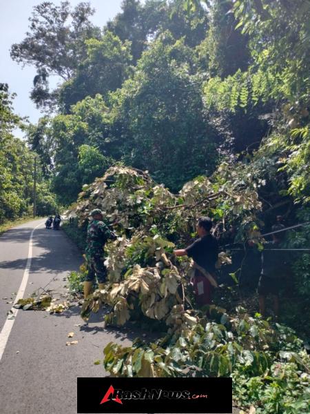 Angin Kencang Tumbangkan Pohon, Babinsa dan Warga Gotong Royong Amankan Jalan Raya Tongo
