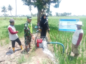 Kolaborasi Babinsa dan Poktan Dorong Ketahanan Pangan Nasional di Kawasan Sape