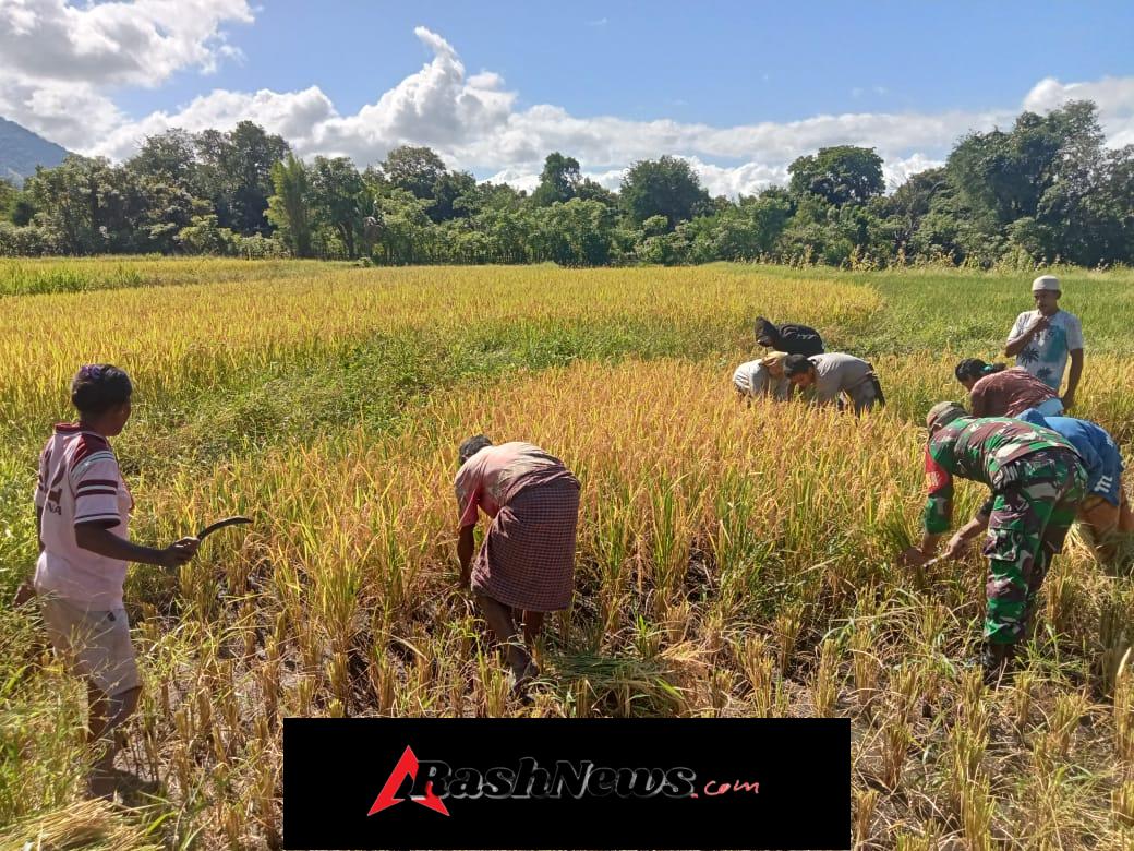 Babinsa Kodim 1601/Sumba Timur Hadir Bantu Petani Panen di Karera