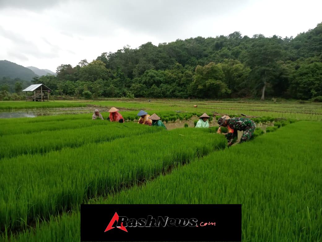 Babinsa Macang Pacar Turun ke Sawah, Dampingi Petani Tanam Padi di Desa Bari