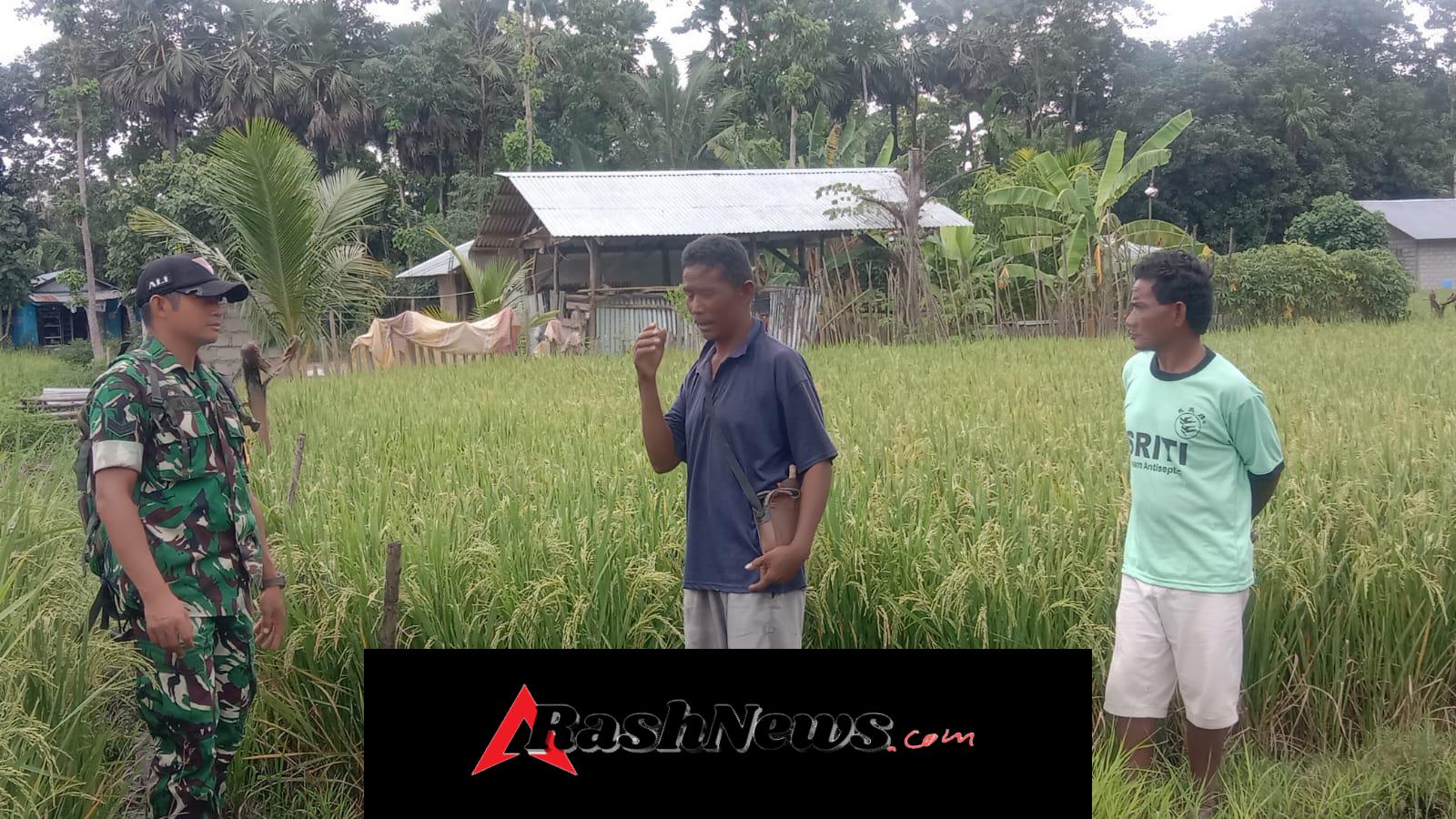 Pendampingan Babinsa, Padi Petani di Kelurahan Malumbi Mulai Menguning
