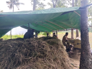 Melalui Komsos, Babinsa Koramil 02/Walakaka Dampingi Petani Saat Rontok Padi