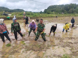 Melalui Komsos, Babinsa Kodim 1613/Sumba Barat Bantu Petani Tanam Padi di Katikutana