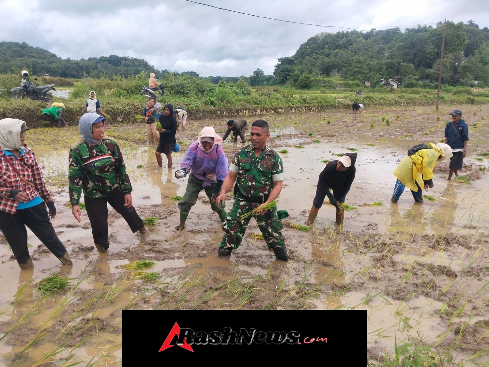 Melalui Komsos, Babinsa Kodim 1613/Sumba Barat Bantu Petani Tanam Padi di Katikutana