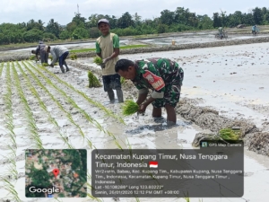 Babinsa Babau Dukung Ketahanan Pangan Lewat Tanam Padi