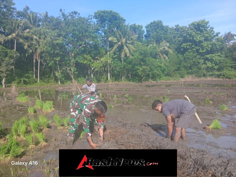Sinergi TNI dan Petani, Babinsa Praingkareha Bantu Tanam Padi