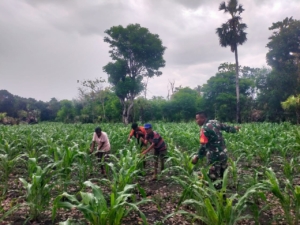Respon Cepat Babinsa Koramil 03/Pahunga Lodu Tangani Jagung Warga Terserang Ulat