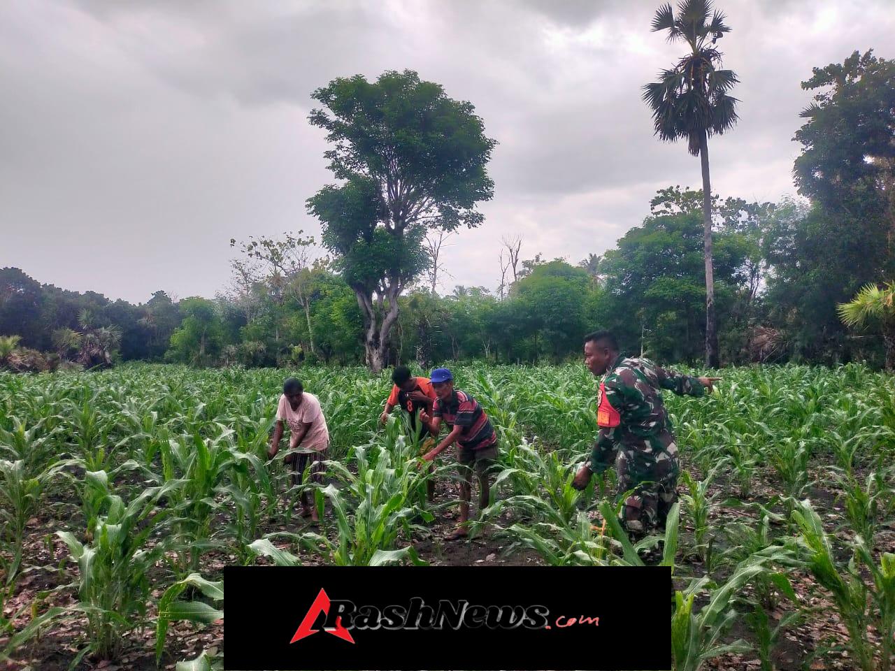 Respon Cepat Babinsa Koramil 03/Pahunga Lodu Tangani Jagung Warga Terserang Ulat