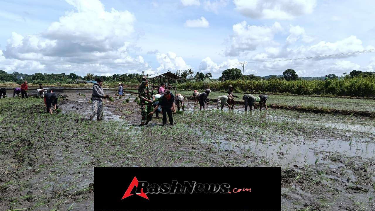 Tingkatkan Produksi Pertanian, Babinsa Bersama Warga Tanam Padi di Anakalang