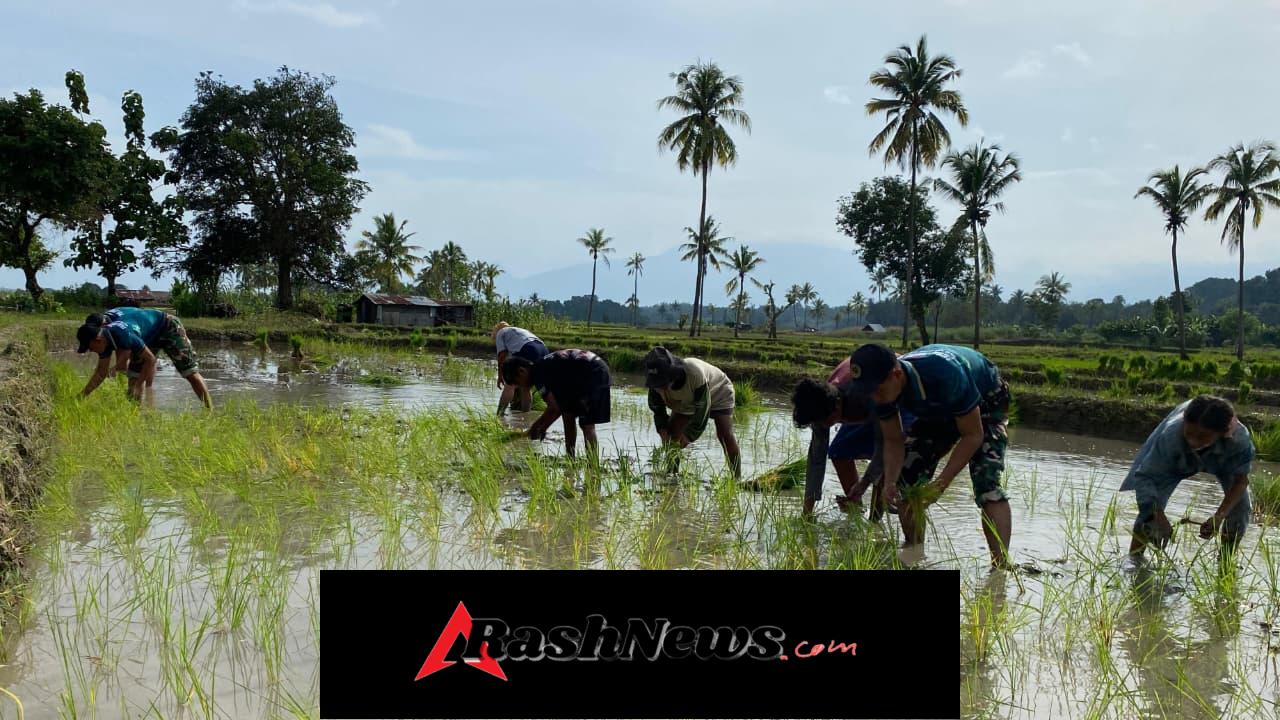Yonarmed 12 Kostrad Turut Andil dalam Penanaman Padi Warga Perbatasan