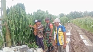 Jaga Kondusifitas Wilayah, Babinsa Lanci Jaya Monitoring Bersama Warga