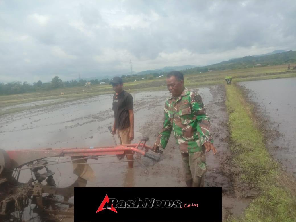 Wujudkan Hanpangan, Anggota Satgaster Pos Fatubesi Bawah Bantu Bajak Lahan Sawah Petani