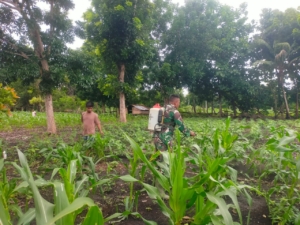 Babinsa Koramil 03/Pahunga Lodu Aktif Dampingi Petani Jaga Produktivitas Pertanian