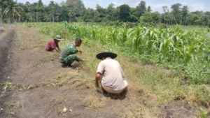 Babinsa Kambera Aktif Dukung Program Swasembada Pangan Nasional