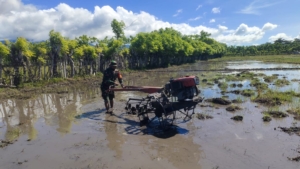 Sinergi TNI dan Petani, Babinsa Kodim 1601/Sumba Timur Bantu Bajak Sawah