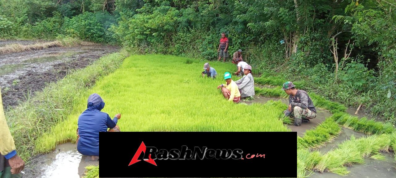 Perkuat Ketahanan Pangan, Babinsa Bantu Persiapan Tanam Padi di Lahan 50 Are