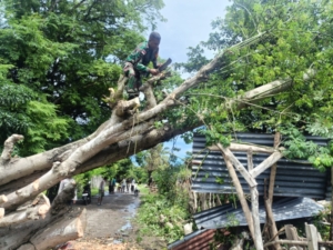 Respon Cepat, Babinsa Koramil Atapupu Bersama Warga Evakuasi Pohon Tumbang